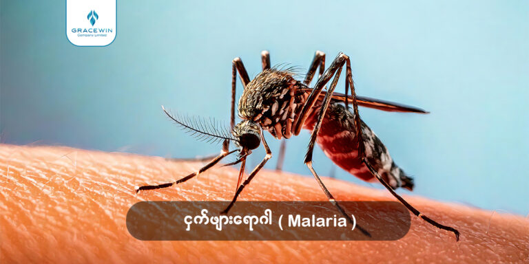 A close-up shot of a mosquito on human skin, featuring a "Gracewin Company Limited" logo in the top left and a text overlay in Burmese and English reading "ငှက်ဖျားရောဂါ ( Malaria )